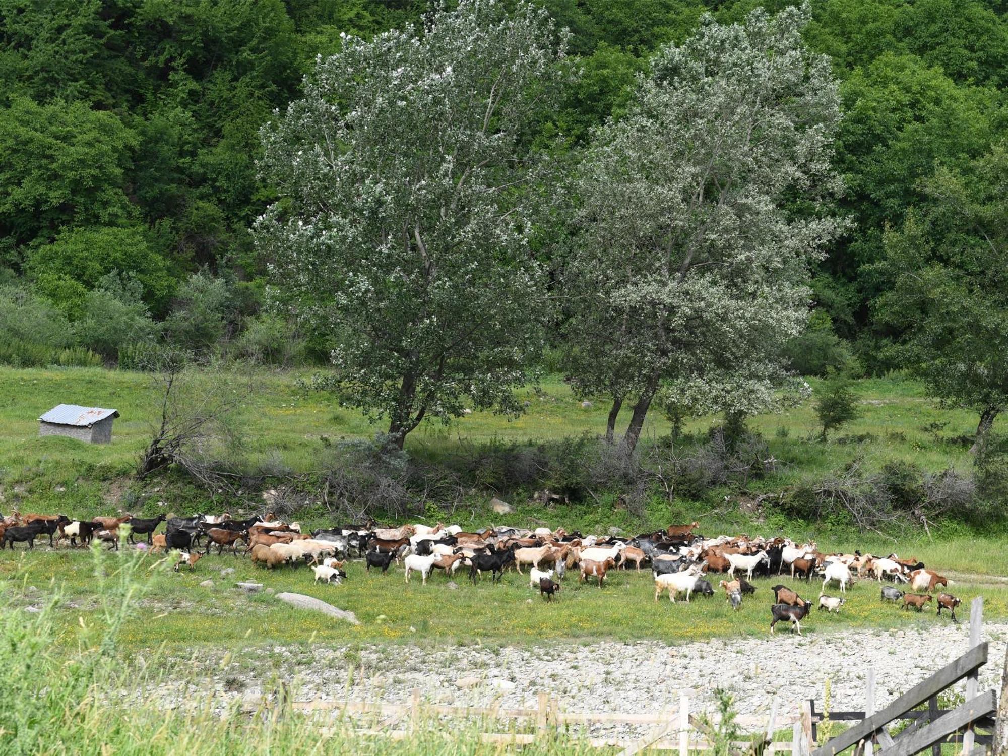 Ferienhaus Casa Cu Scari